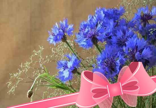 Применение синего василька: лечебные и полезные свойства растения, рецепты народной медицины