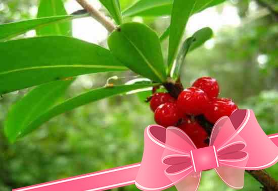 Волчья ягода (бирючина обыкновенная): разновидности, применение, противопоказания