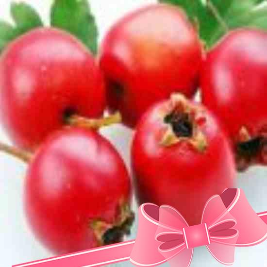 Волчья ягода (бирючина обыкновенная): разновидности, применение, противопоказания