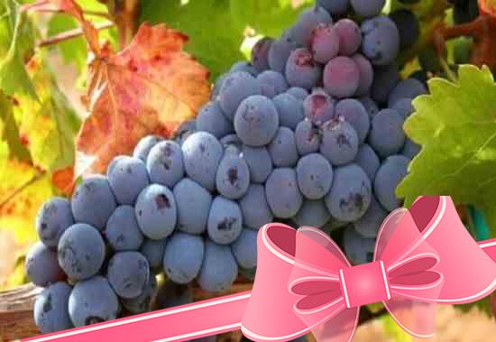 Как сделать домашнее вино из винограда: пошаговое руководство